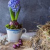 Spring Rustic Aesthetic Hyacinth  - Penelope883 / Pixabay