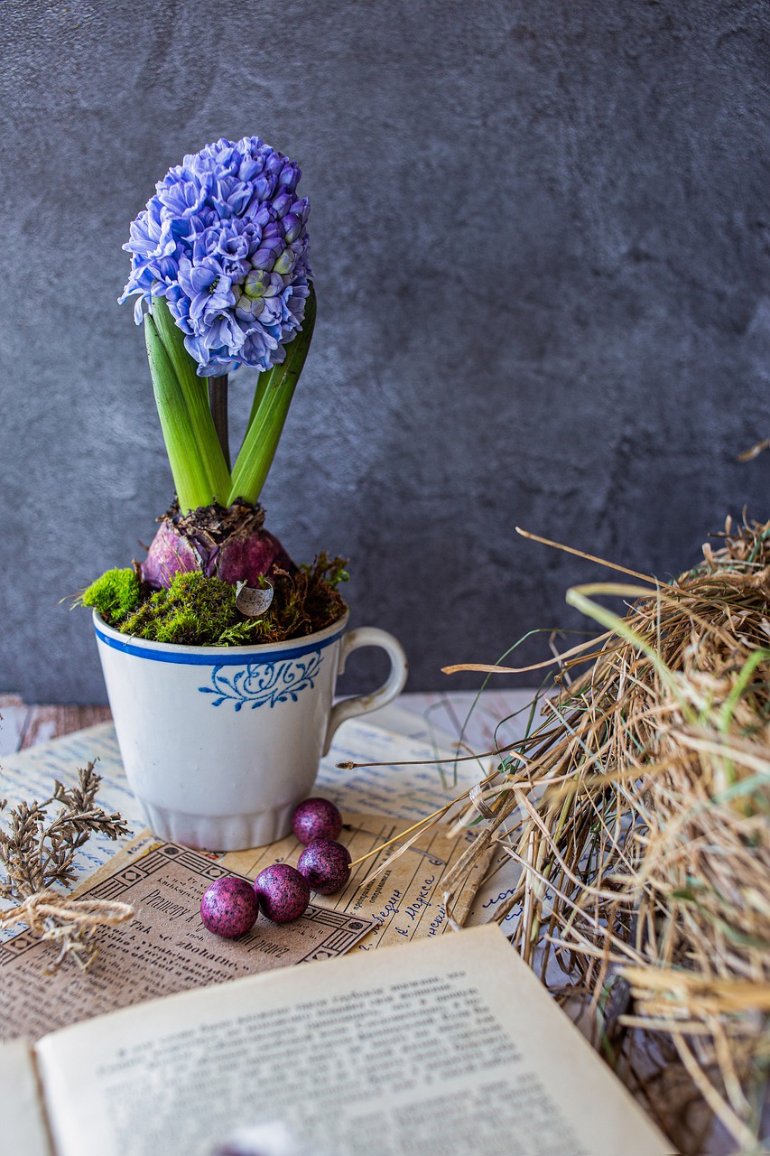 Spring Rustic Aesthetic Hyacinth  - Penelope883 / Pixabay