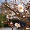 Spring Samusakura Sprout Beginning  - Kenny_G / Pixabay