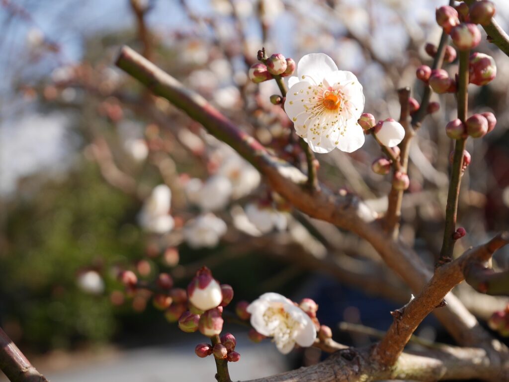 Spring Samusakura Sprout Beginning  - Kenny_G / Pixabay