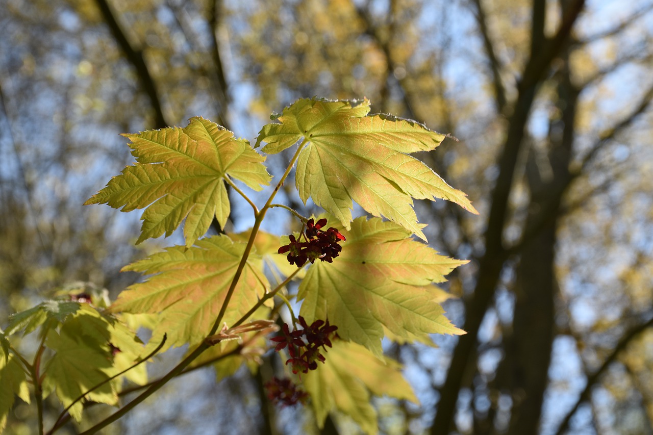 Spring Tree Clone Green Landscape  - GoohaS / Pixabay
