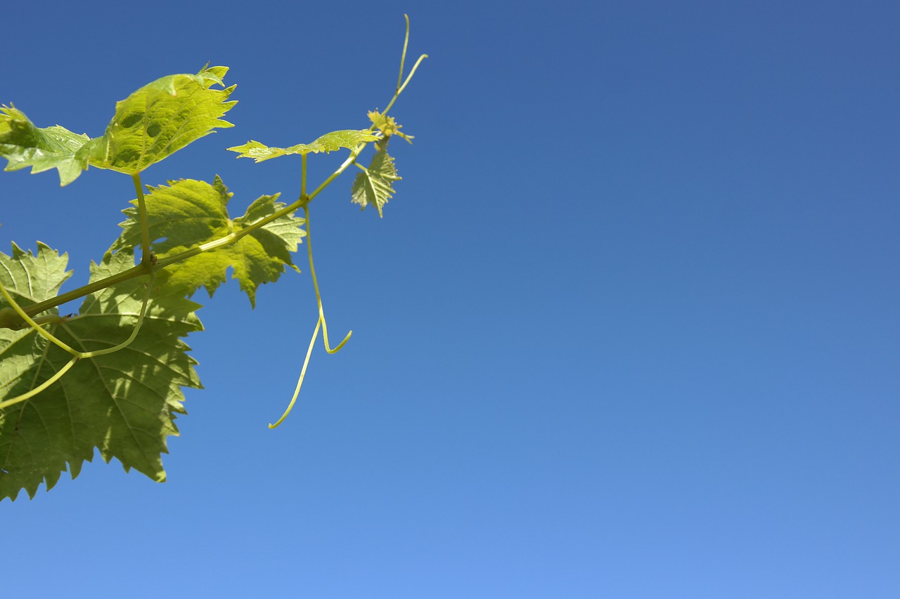 Spring Vine Reborn  - Adrianosilva / Pixabay