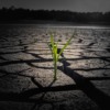 Sprout Drought Cracked Ground  - khw80 / Pixabay