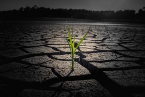 Sprout Drought Cracked Ground  - khw80 / Pixabay