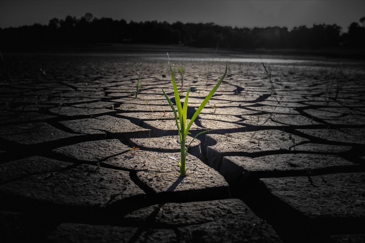 Sprout Drought Cracked Ground - khw80 / Pixabay