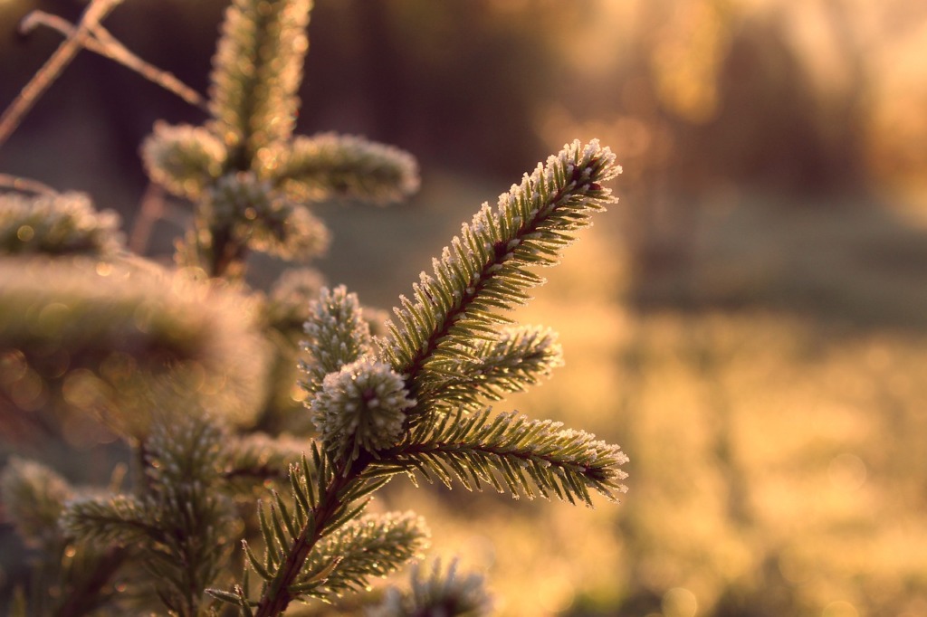 Spruce Pine Needles Nature Forest  - gosiak1980 / Pixabay