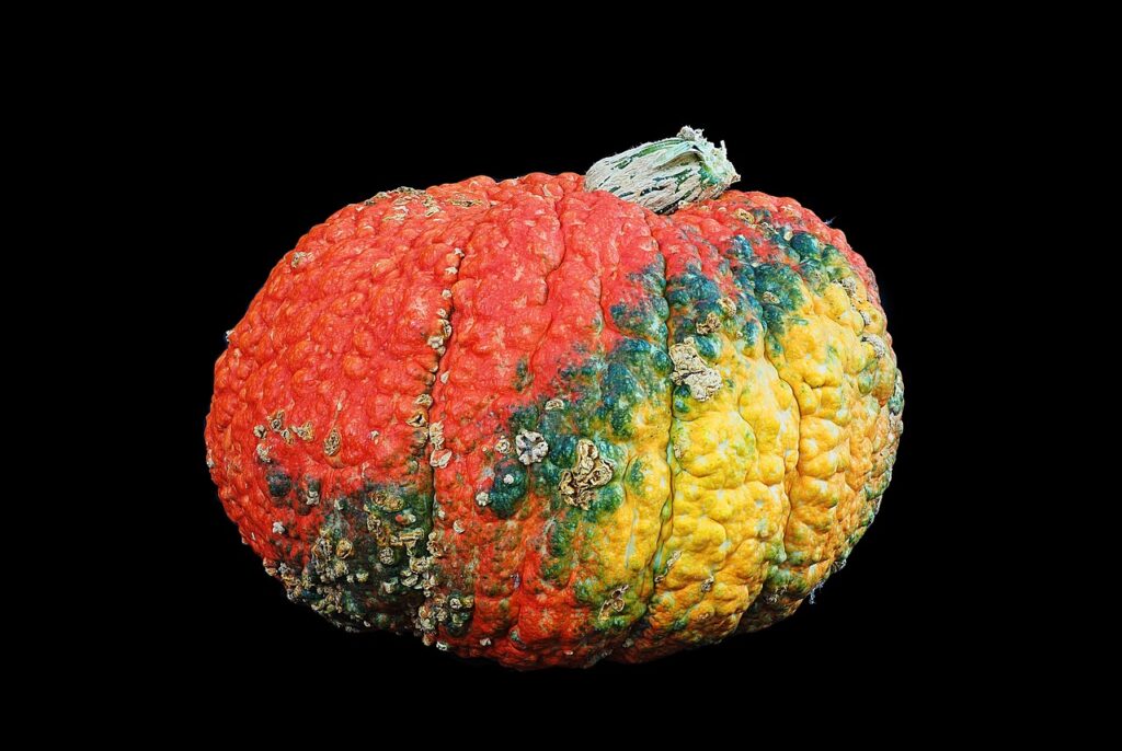 Squash Pumpkin Ugly Knobbly Autumn  - aitoff / Pixabay