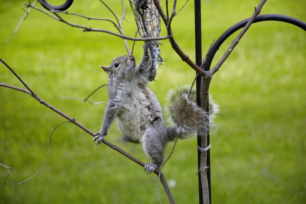 Squirrel Animal Climbing Rodent  - Scottslm / Pixabay