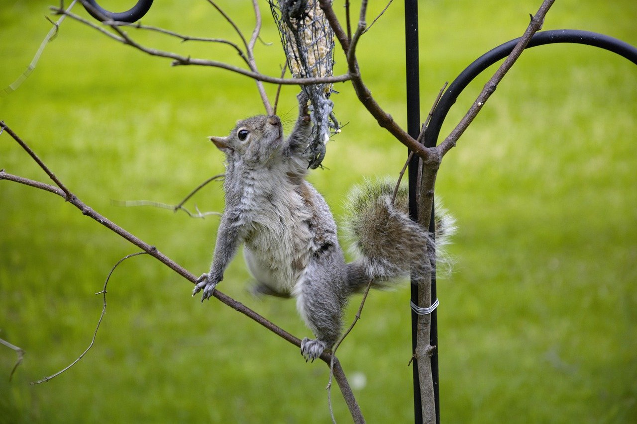 Squirrel Animal Climbing Rodent  - Scottslm / Pixabay