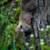 Squirrel Animal Tree Rodent Mammal  - Jeffrey_Robb / Pixabay