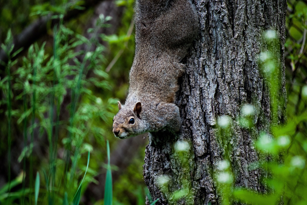 Squirrel Animal Tree Rodent Mammal  - Jeffrey_Robb / Pixabay