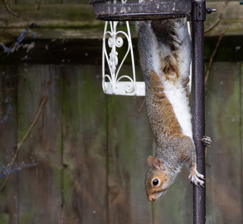Squirrel Bird Feeder Thief Mammal  - TheOtherKev / Pixabay