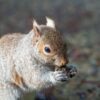 Squirrel Nature Cute Animal Mammal  - RaymondPoon / Pixabay