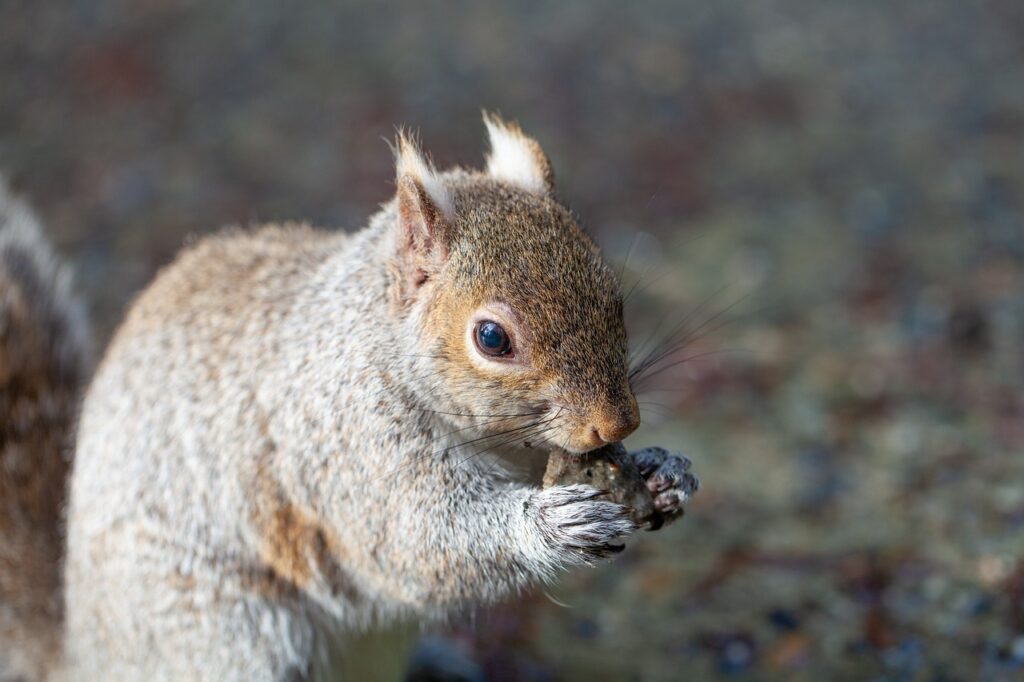 Squirrel Nature Cute Animal Mammal  - RaymondPoon / Pixabay