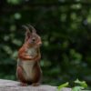 Squirrel Red Standing Curious  - Silvia78de / Pixabay