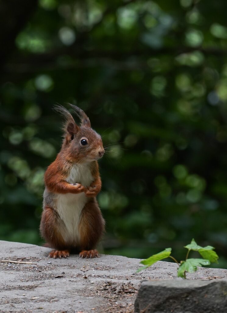 Squirrel Red Standing Curious  - Silvia78de / Pixabay