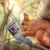 Squirrel Rodent Newspaper Reading  - Sammy-Sander / Pixabay