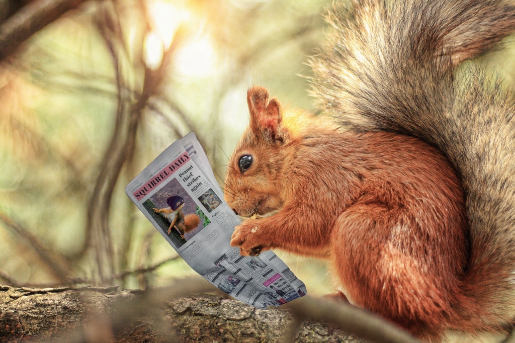 Squirrel Rodent Newspaper Reading  - Sammy-Williams / Pixabay