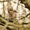 Squirrel Rodent Tree Fluffy Animal  - DavidReed / Pixabay