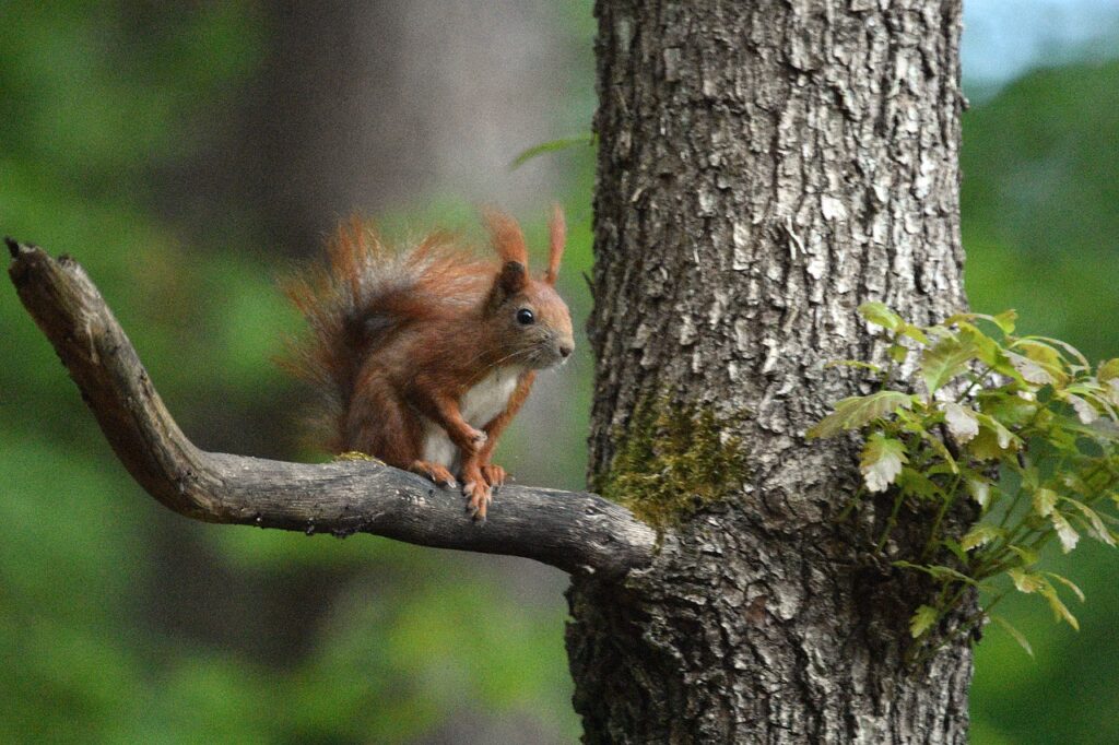 Squirrel Rodent Tree Wildlife  - artellliii72 / Pixabay