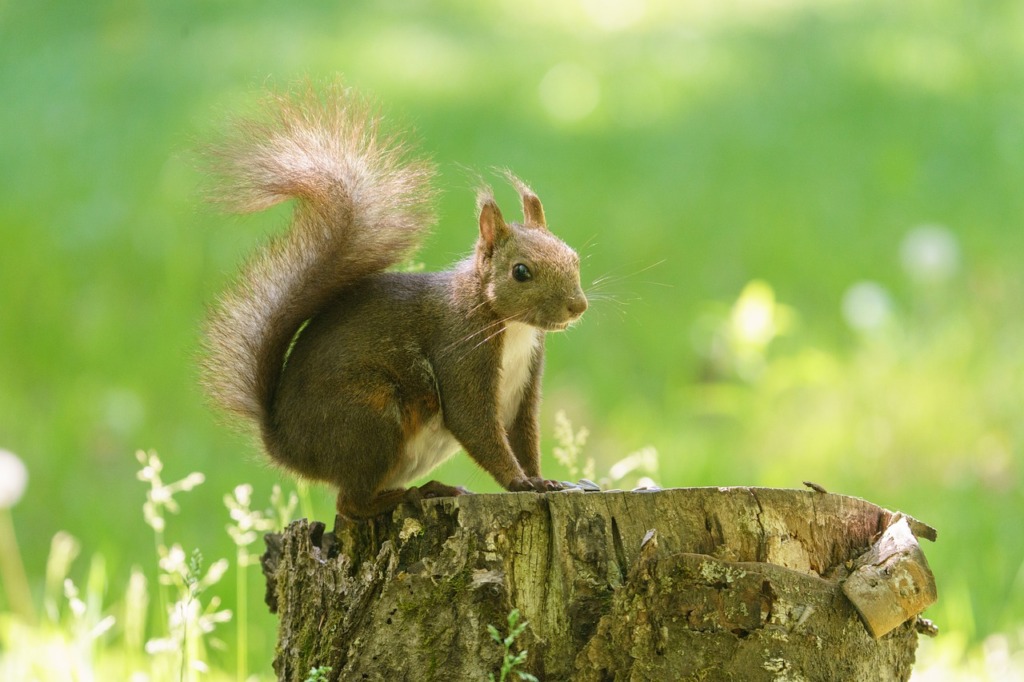 Squirrel Tokachi Japan Hokkaido  - makieni777 / Pixabay