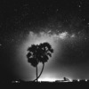 Starry Sky Trees Stars Sky Night  - HuyNgan / Pixabay