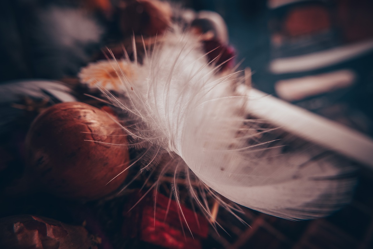 Still Life Background Onion Feather  - ThomasWolter / Pixabay