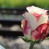 Stop Teenager Suicide Red White Rose  - GoranH / Pixabay