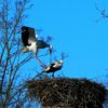 Stork Wading Bird Animal Wing  - MabelAmber / Pixabay