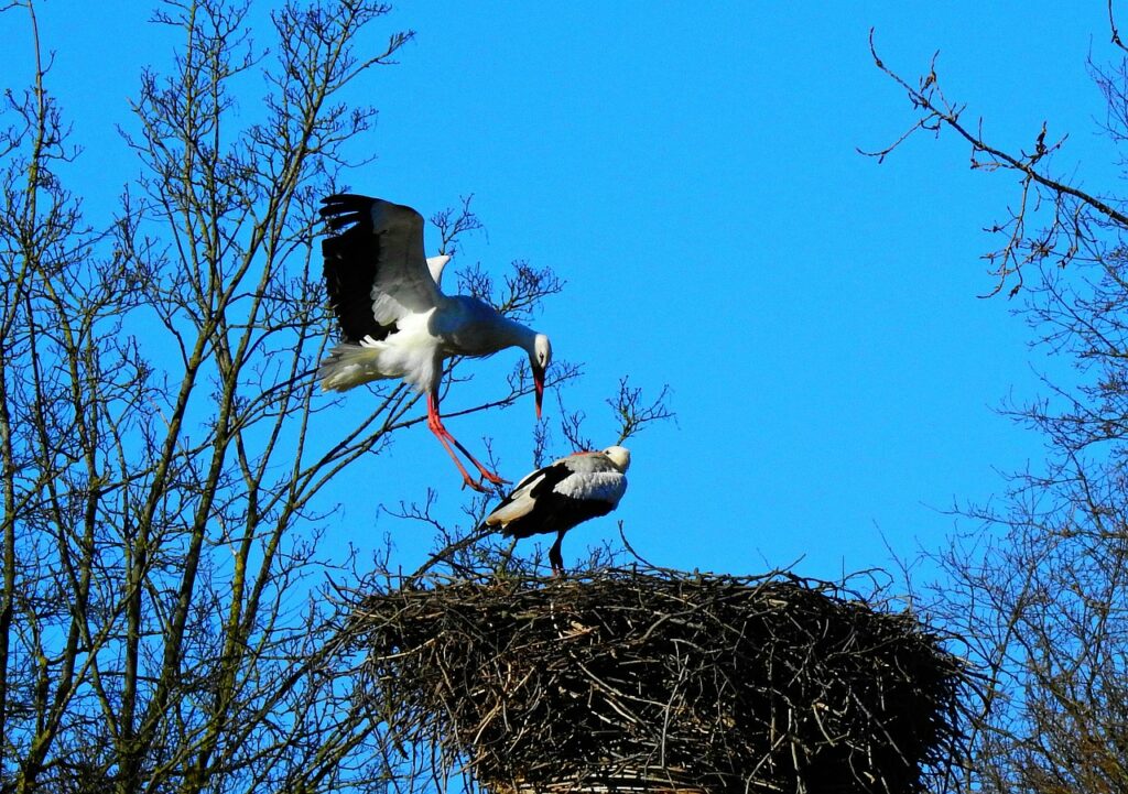 Stork Wading Bird Animal Wing  - MabelAmber / Pixabay