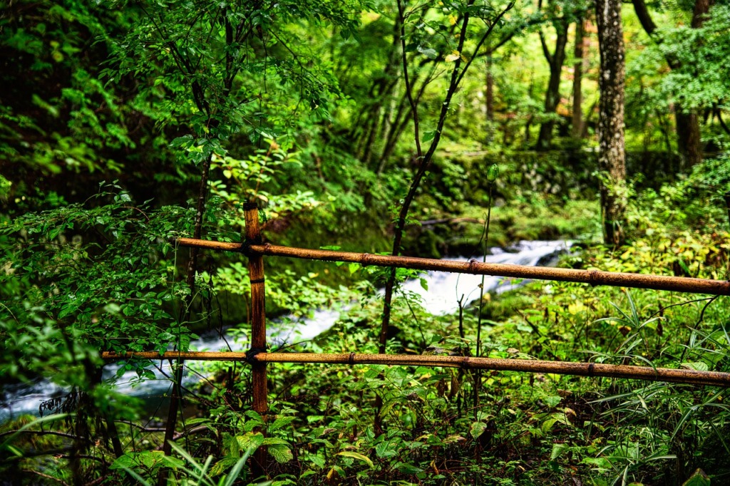 Stream Brook Forest Water Rainfall  - GPoulsen / Pixabay