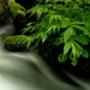 Stream Vegetation River Plants  - Kanenori / Pixabay