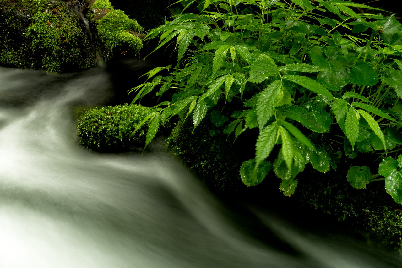 Stream Vegetation River Plants  - Kanenori / Pixabay