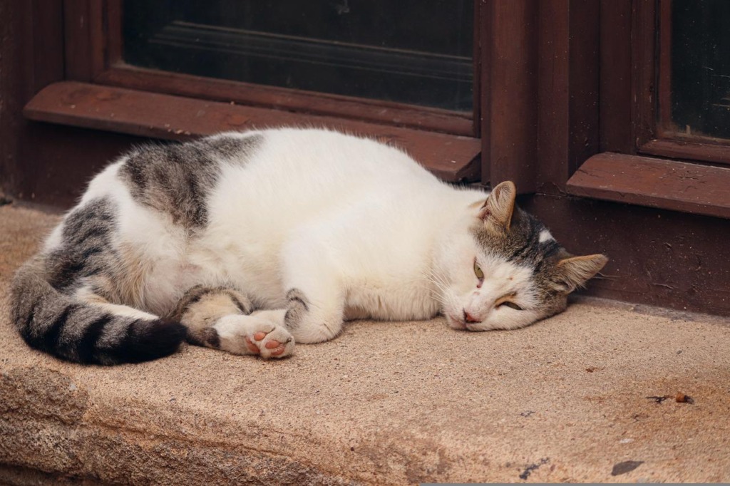 Street Cat Cat Asleep Lie  - manfredrichter / Pixabay