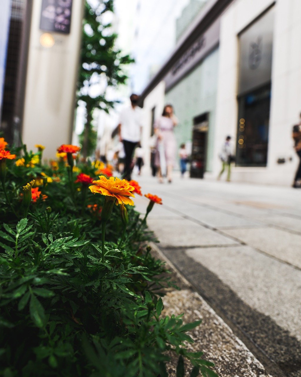 Street Flower Bush Plants Road  - TossyDay / Pixabay