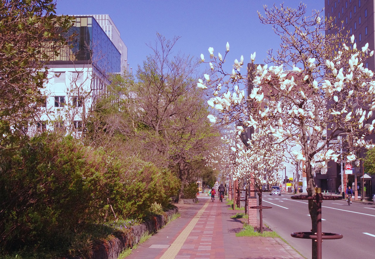 Street Magnolia Outdoors Trees - May_hokkaido / Pixabay