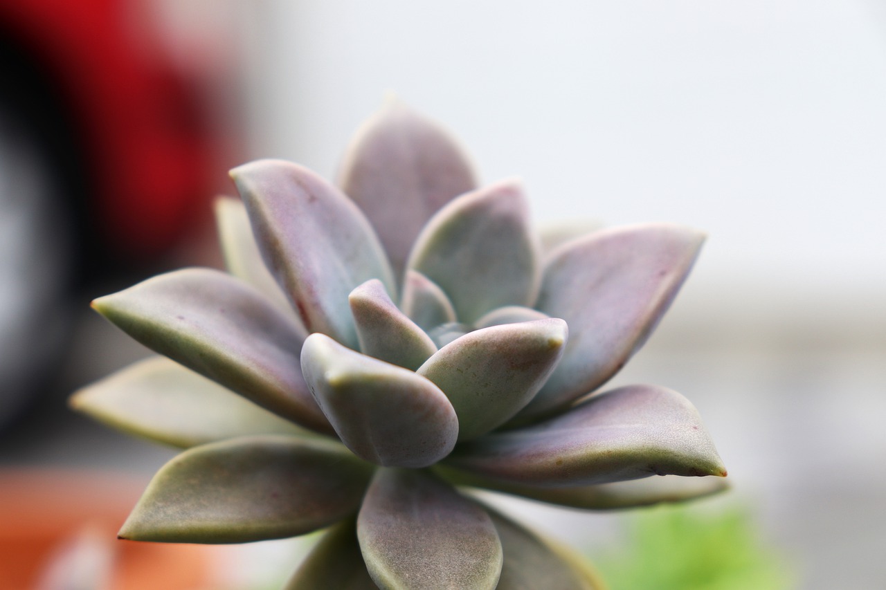 Succulent Echeveria  - HVesna / Pixabay
