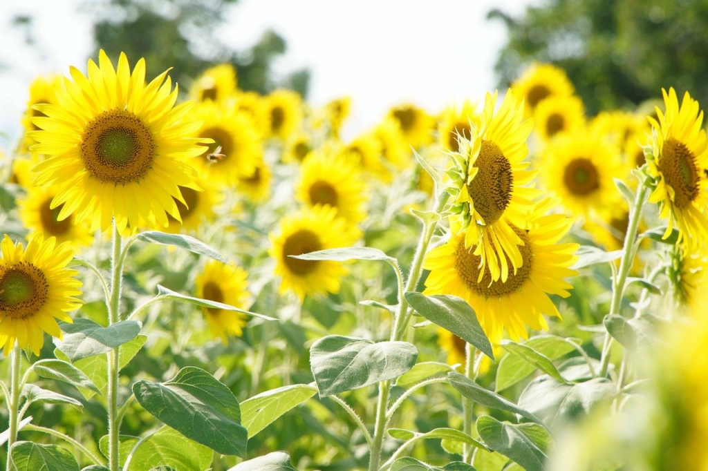 Summer Sunflower Sun Flower Flowers  - narumilk / Pixabay