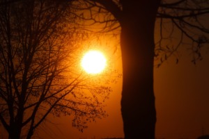 Sun Sunset Tree Silhouette  - manfredrichter / Pixabay