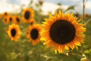 Sunflower Flower Plant  - mihail_stavrev78 / Pixabay
