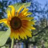 Sunflower Individual Blossom Bloom  - webentwicklerin / Pixabay