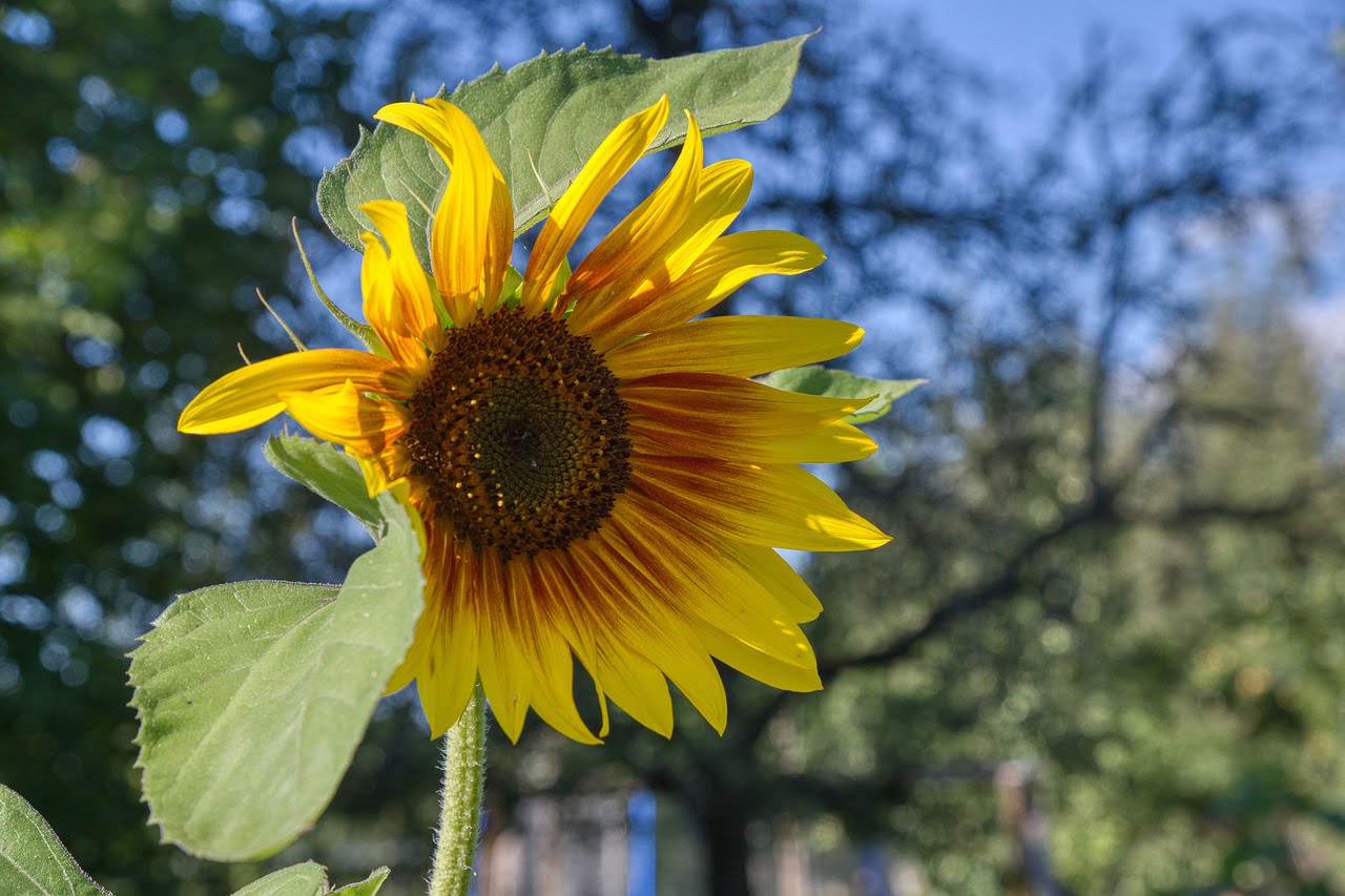 Sunflower Individual Blossom Bloom - webentwicklerin / Pixabay