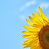 Sunflower Yellow Core Blue Sky  - Engin_Akyurt / Pixabay