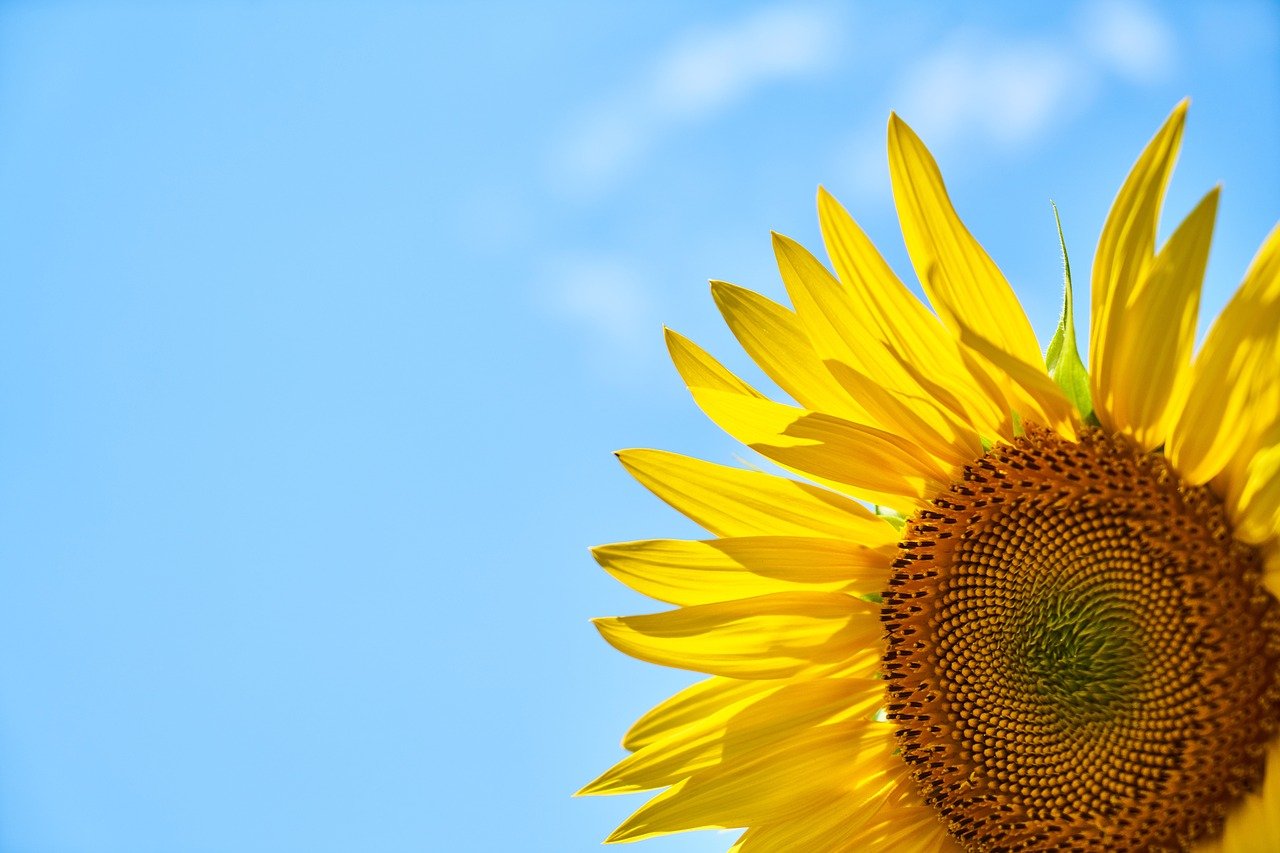 Sunflower Yellow Core Blue Sky - Engin_Akyurt / Pixabay