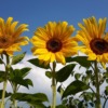 Sunflowers Three Next To Each Other  - WereldwinkelSchoonhoven / Pixabay