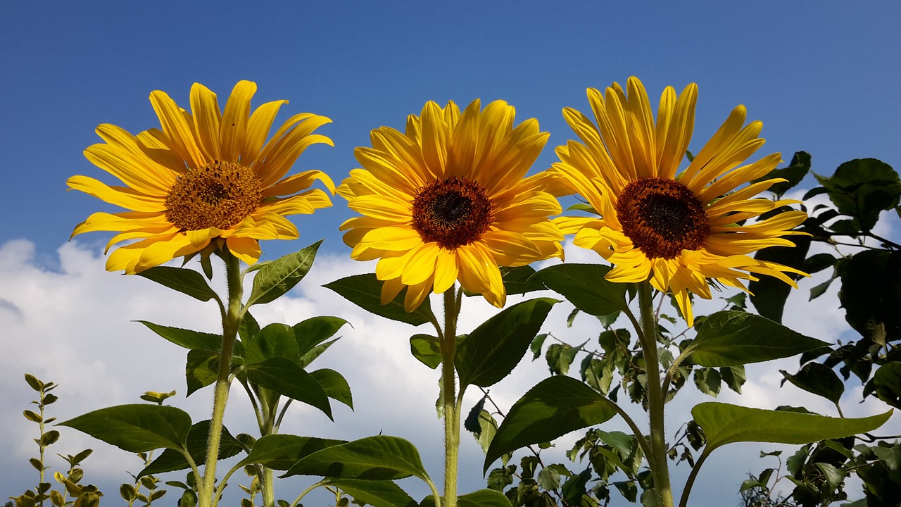 Sunflowers Three Next To Each Other  - WereldwinkelSchoonhoven / Pixabay