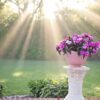 Sunlight Morning Flowers Garden  - JillWellington / Pixabay