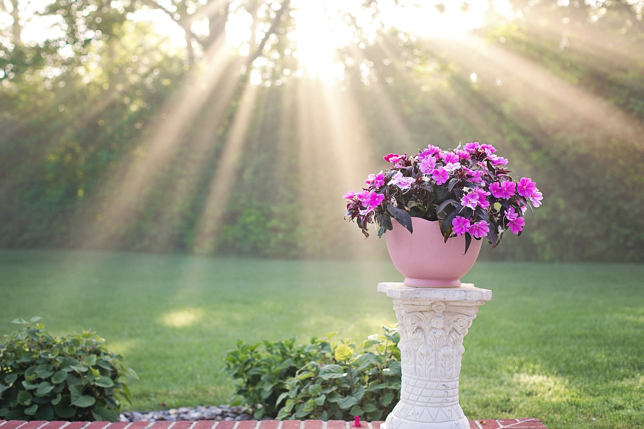 Sunlight Morning Flowers Garden  - JillWellington / Pixabay