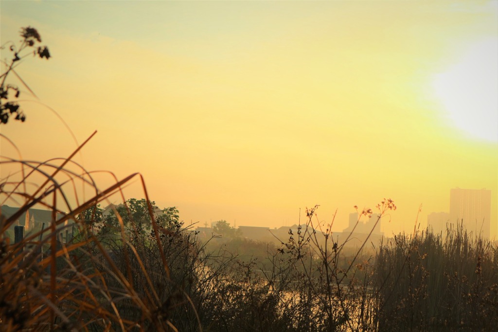 Sunrise Grasses Fog Sun Sunlight  - Mepa_ExyZ / Pixabay