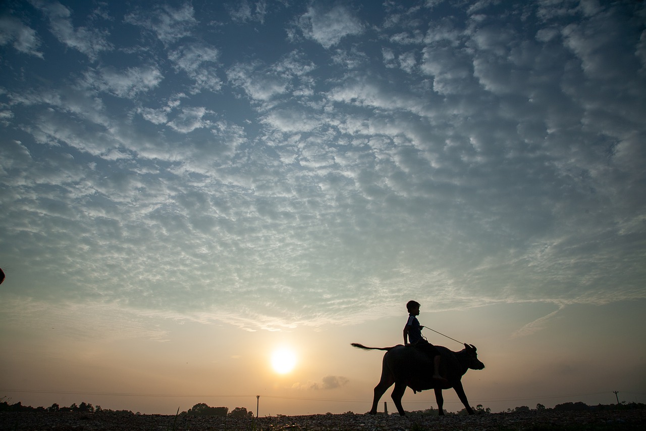Sunset Child Water Buffalo Field - xuanduongvan87 / Pixabay